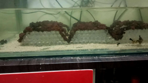 Hides for Craylings Crayfish Shrimps Ulang PL