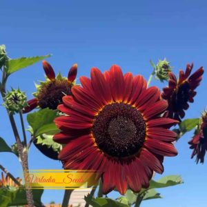 [Virladia Seeds] Biji Benih Bunga matahari Red Valvet Queen