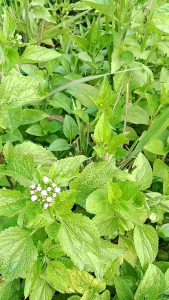 Daun Bandotan Segar 1kg: Manfaat & Cara Penggunaannya