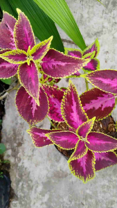 Sindo - Coleus Live Plant IGB1DSRZ9T