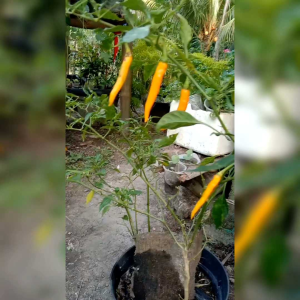 10 BIJI BENIH CABE SUPER PEDAS ORANGE WONDER