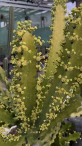 แคคตัส-ยูโฟเบียแลคเทีย//Euphorbia lactea. ยูโฟเบีย Euphorbia ทรงเชิงเทียน มีทั้งฟอร์มกอและกิ่งตัดสด เหมาะสำหรับแต่งบ้าน สวน ร้านอาหารคาเฟ่ ส่งแบบเคาะดิน