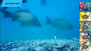 Essen umpan pancing ikan mas target indukan /bolu durian