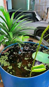 Cám cá độ đạm cao 55% giúp cá nhanh lớn khoẻ mạnh