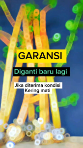 Bibit Bahan Bonsai SANCANG Cangkokan The Max Shito Mame Ukuran Bolpoin s/d Jari