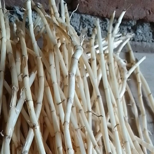 Spesial Akar Alang Segar Langsung Petik 1kg Herbal Pereda Panas Dalam Alami