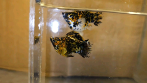 Calico Balloon Molly Fish(PAIR) 短身气球茉莉鱼(一对)❗️(Not random fish)❗️Fish same as order❗️35