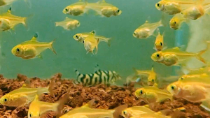 Golden Pristella Tetra [ 5pcs | 10pcs ]