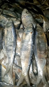 ikan asin tembang ikan asin mata belo kualitas super berkualitas murah 1.kg