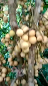 Bibit Duku Tanpa Biji Okulasi Batang Besar Siap Berbuah