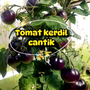 8 BUTIR BIJI/BENIH TOMAT MINI BLAUE ZIMMER UNGU