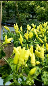 BIBIT BENIH CABE RAWIT SUPER PEDAS JS GILAS 10 GRAM Isi 2000Butir JAYA SEED Setara Ori 212