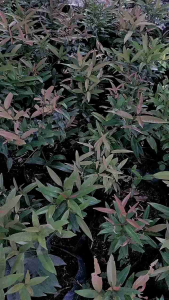 Orange Eugenia Plant