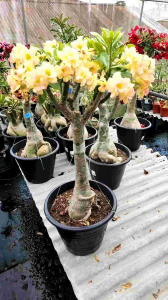 Adenium Kemboja Bonsai ID:928/富贵花(15 Inchi pot)3尺高