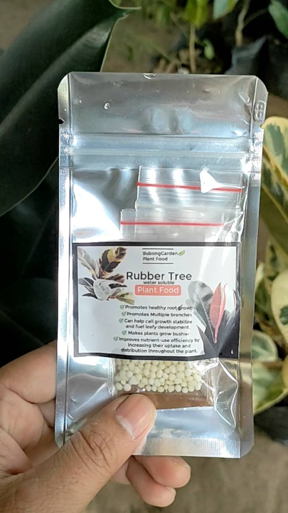 Rubber Tree Plant Food / Indoor Plant House Plant Complete Fertilizer /  Enhanced Growth Rubber Tree Formula Compound Fertilizer For Plants - Lazada  | Lazada PH
