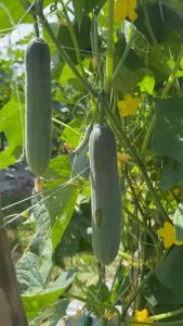 แตงร้านมินาตะ  ตรา โอเครเมล็ดพันธุ์ ขนาด 100กรัม ผลยาว 18-21 ซม ผลสีเขียวเข้ม ติดผดก ทนราน้ำค้างเก่ง