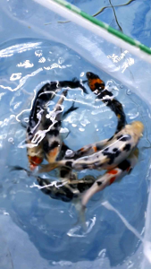 Black White Koi/Ornamental fish/Freshwater/Readystock
