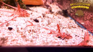 Red Lizard Whiptail catfish | Live animal