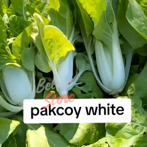 (-+ 1000 butir) Benih tanaman sawi pakcoy putih | white pakcoy [kemasan pabrik]