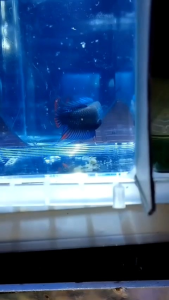 Original Betta imbellis male 1pcs ⚠️NO COD⚠️