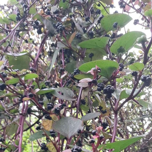 jual buah angkung segar atau buah gandola 200 grm