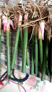 ข่าเกษตรแดงใหญ่ชุดทดลองปลูก 3 หลุม