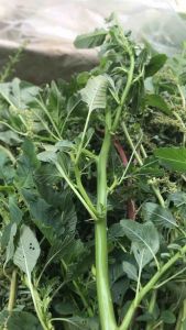 Cây Dền Gai khô sạch 1Kg