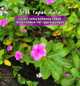 1 PCS ( 2 GRAM ) WAUXIN ZPT AKARHORMON PEMICU PENUMBUH AKAR TANAMAN