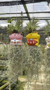 เคราฤาษีแต่ง ตุ๊กตาแมวกวักทรัพย์แบบญี่ปุ่น น่ารักอารมณ์ดี