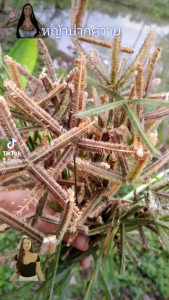 เมล็ดหญ้าปากควาย500เมล็ด