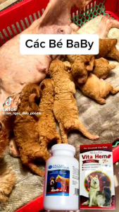 Siro Bổ Máu Vita Hemo - Kích Thích Ăn Uống Cho Chó Mèo