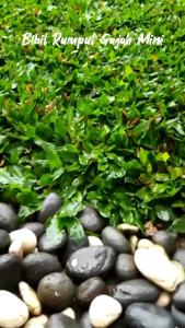 Benih rumput gajah mini 15gram - repack 15gram benih rumput gajah mini