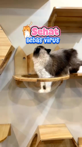 Immune Booster 20ml Remov Vitamin Tetes Imune Boster Untuk Kucing Dan Anjing Menjaga Daya Tahan Tubuh Imun Adult Kitten Puppy