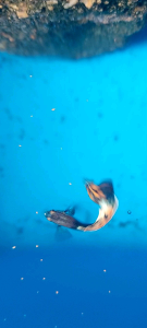 Pallet Marubeni Nisshin Food No3 Untuk Ikan Hiasan 40g