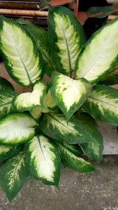 khailakey flora tanaman hias aglonema tissue white/tanaman hias in/out door  dijual 5 daun keatas tanpa pot