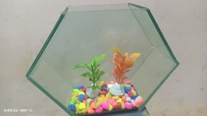 Aquarium Ikan Cupang Unik: Akuarium Satu Paket Batu Hias Tanaman Hias