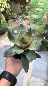 Vriesea Nova ( 積水风梨/bromeliad )