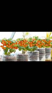 Hạt giống cà chua bi đỏ lùn siêu quả f1 (30 hạt) - dễ trồng nảy mầm tốt