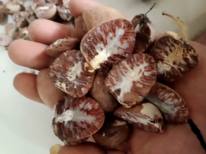 Buah Pinang Kering & Iris 500g Termurah