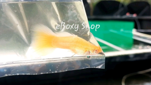 Albino Gold Guppy