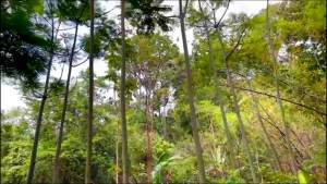 ต้นยีราฟ หรือ ต้นกลดต้นทาวเวอร์ทรี หรือ ต้นฉัตรพระอินทร์ 1 ต้น (สูง15-20ซม.) กระถาง3