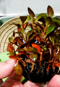 Aquatic Best Channel[ABC] - Aquarium plant - Alternanthera bettzckinana