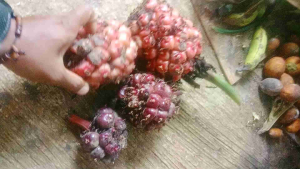 KECOMBRANG/HONJE segar BERKUALITAS kemasan 1kg