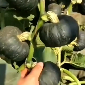 (KEMASAN PREMIUM) BIJI/BENIH LABU KABOCHA HITAM MINI (isi -+18 butir)
