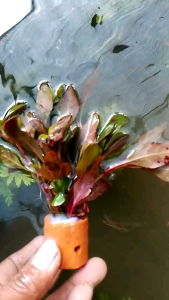 tanaman aquascape red malang per pot