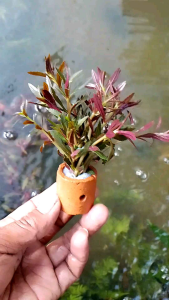 tanaman aquascape tanaman air aromatica per pot