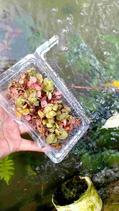 Tanaman Permika & Apung Untuk Dekorasi Air
