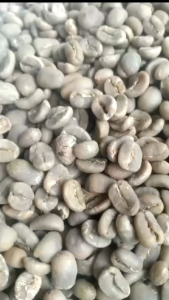 GREENBEAN BIJI KOPI LUWAK LIAR ASLI ARABIKA ARABICA GAYO ACEH ORIGINAL 1kg TOKO ACEH GAYO MARKET