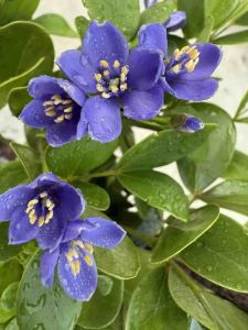 แก้วเจ้าจอม 10 ใบ หรือ 4+6 ใบ กิ่งตอน