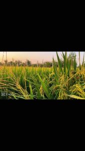 Thuốc Trùm ch.ích hút Singapore diệt sâu rầy bọ xít bọ trĩ gói 100g